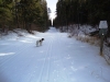 It looked tempting, and Tessa wanted to go, but I didn\'t ski on Elbow trail