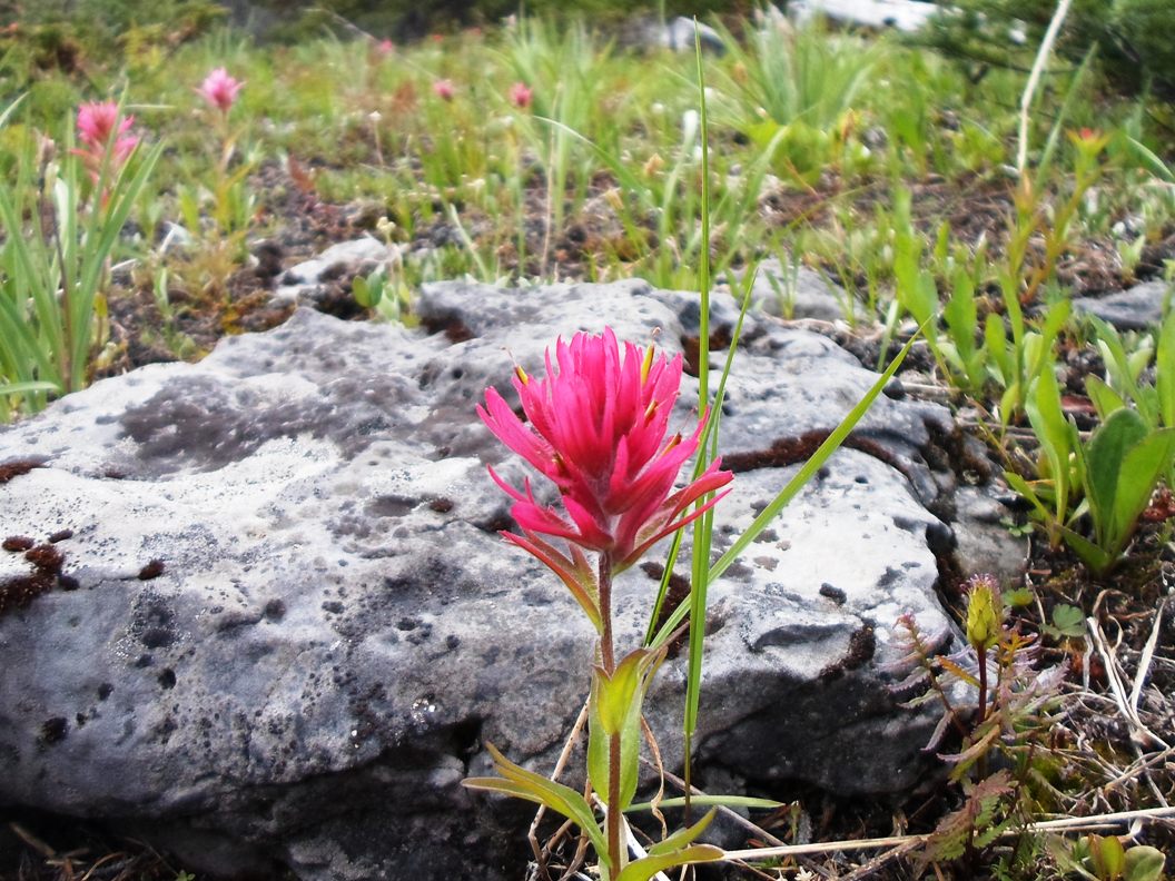 Buller pass hike