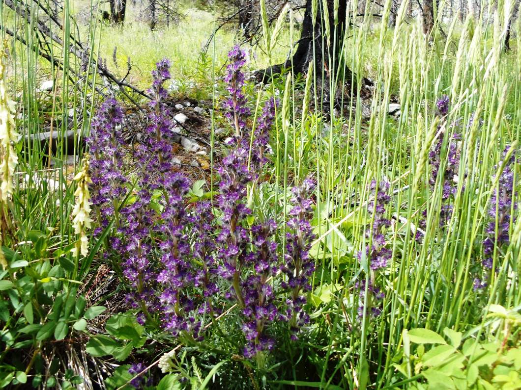 Buller pass hike