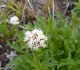 Buller pass hike