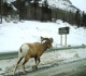 Bighorn sheep heading for PLPP on Jan 8, 2017