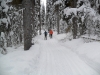 Skiers on the the horse trail