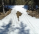 5. PLPP ski trail
