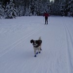 Tessa loves skiing at dog-friendly Nipika. Jan 3, 2010
