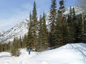 Skiing along the Bow Valley Parkway 