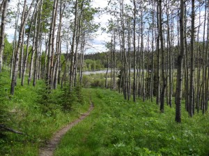 Eagle hill trail at Sibbald flats is open and accessible. It has a few muddy spots and some flowing water.