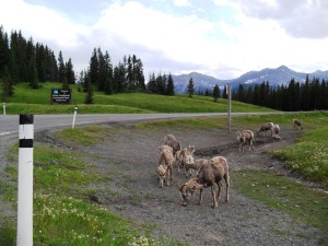 Bighorn sheep at the entrance to Kananaskis Lakes trail in Peter Lougheed provincial park