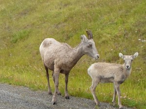 Mom and her baby. Rocky mountain bighorn sheep along the Kananaskis lakes trail