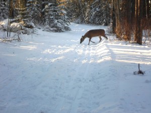 I saw this doe on Healy creek. About 30 metres up the trail, a 6-point buck was skulking around, but he disappeared into the trees too quickly to get a photo.
