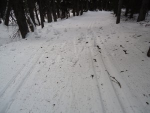 A ski trail covered with tree debris after a windy day