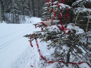 Someone has decorated a tree along the trail at CNC