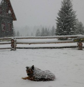 From Nipika Mountain Resort on Facebook: Rufus is going to be buried if this snow keeps up! This is just what we need!