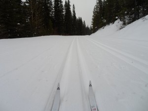 Moraine lake road was in great shape with the fresh snow covering the pine needles