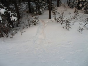 The wolf tracks reappeared on Pocaterra below the Packers junction, then disappeared into the forest