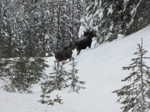 Mom and baby moose weren't having any trouble in the deep snow