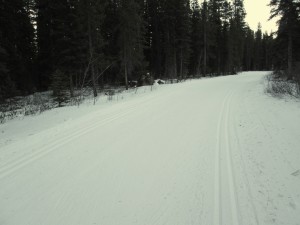 Natural snow on Banff trail