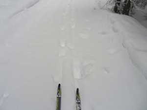 Moose tracks on the Emerald connector