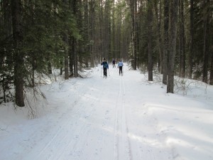 Skiers on Healy creek. Notice the tree debris in the tracks.