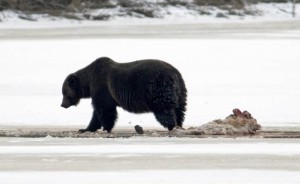 Bear 122 Banff