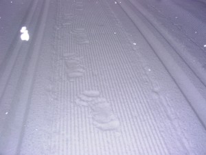 Bear tracks on Tyrwhitt(photo from April 12, 2006)