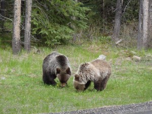 Grizzly bears near Boulton Creek Trading Post