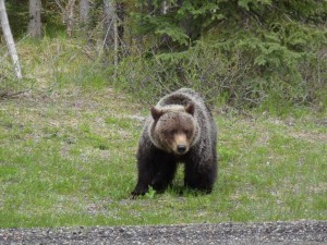 Grizzly bear near Boulton Creek Trading Post