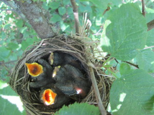 Swainson's thrush nest with young birds