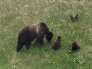 Bear family near Lake Louise