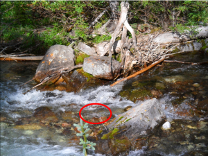 Click on photo for a larger image. The dipper is right in the middle of the red circle