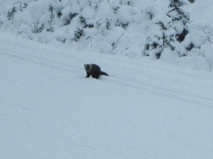 This pine marten was skiing in the tracks
