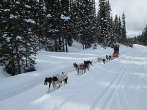 Dogsled on Great Divide