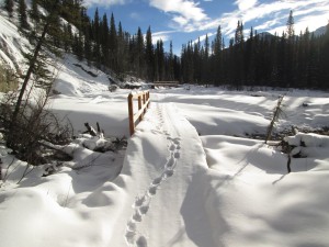 Lynx tracks on the new bridge over Brewster Creek