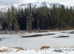 I observed this coyote on the shore of Lower Kananaskis Lake a couple years ago