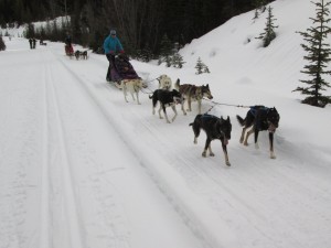 Dogsleds on the Great Divide