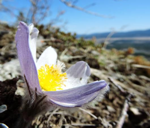 This crocus was spotted by Chuck and Jeannette while Hiking at Yamnuska on March 31, 2015