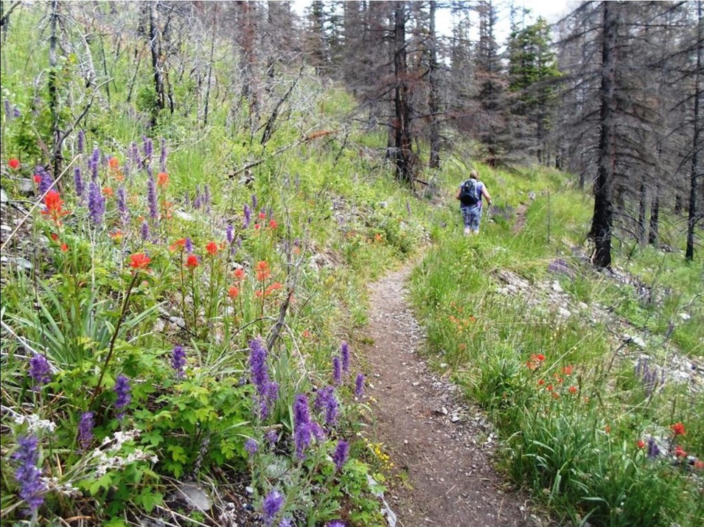 Wild Flower Walk To Buller Pass 0256