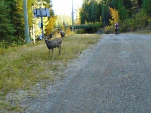 Deer on Banff trail at Canmore Nordic Centre