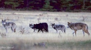 Five members of a new pack regularly seen around the Banff townsite. Photo from Rocky Mountain Outlook
