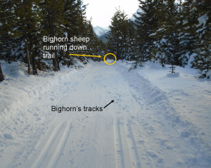 First time I've seen a Rocky Mountain Bighorn Sheep on a ski trail