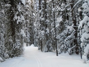 After 2K, only one skier had been on the trail