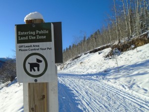 Dog are allowed off-leash at West Bragg Creek but are supposed to be leashed in the parking lot