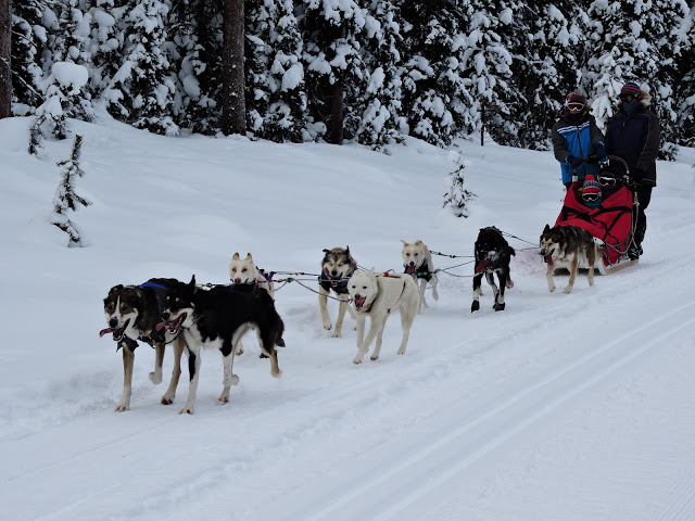 The Great Divide cross-country ski trail at Lake Louise is shared with dogsleds. 