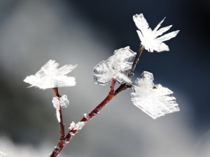 Hoar frost. Photo by Chuck O'Callaghan