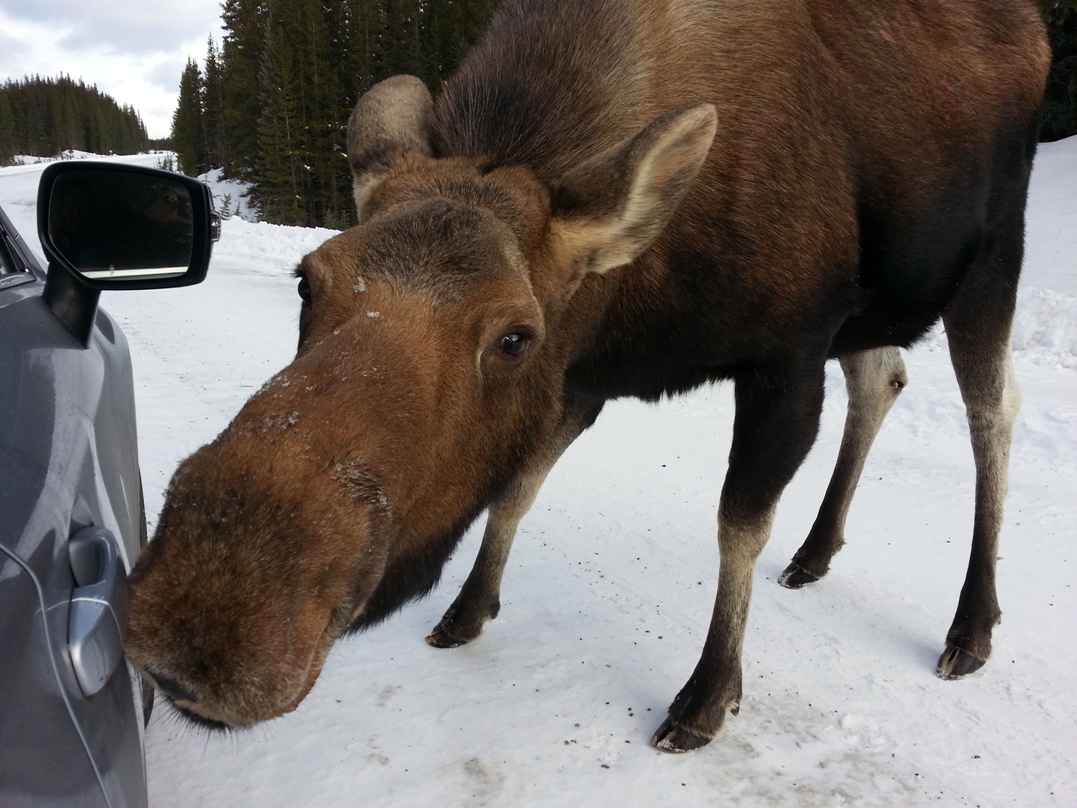 On our way to ski Mt. Shark -we had to stop and admire this friendly gal. Dec. 3, 2015. Photo by Nancy Renaux