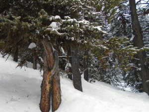 The hugging tree on Elk Pass