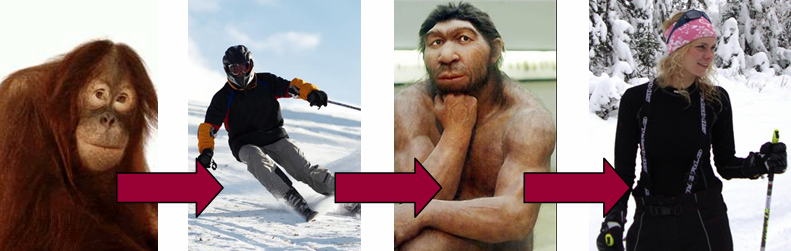 The evolution of skiing