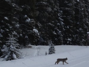 This Lynx was spotted by a few lucky skiers today in the Lake Louise to Banff Loppet