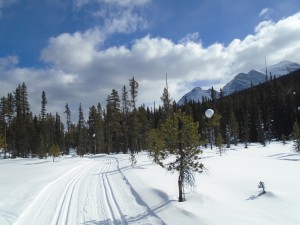 Beautiful cold snow and good tracks on Fairview
