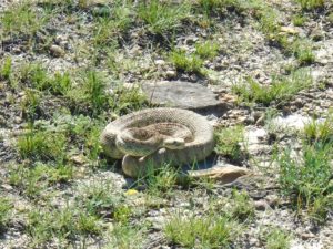 Close-up of the rattlesnake