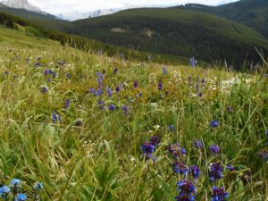 Wildflowers on Pigeon mountain